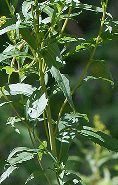 stem of late Goldenrod