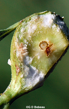 Late Goldenrod gall larve