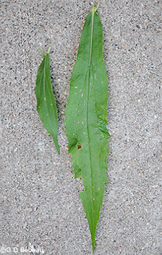 leaves of late goldenrod