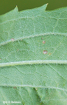 leaf underside
