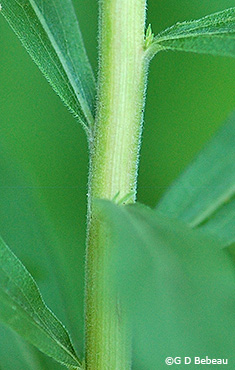 Stem of late goldenrod