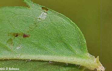 Leaf underside
