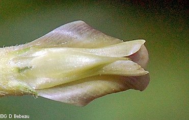 base of flower