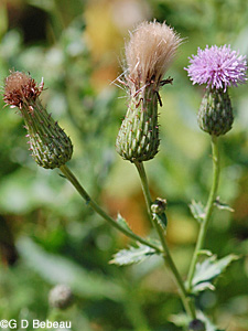 Canada Thistle