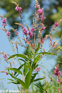 Showy Tick-trefoil