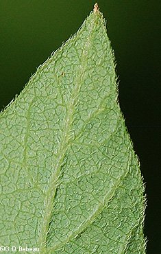 leaf underside
