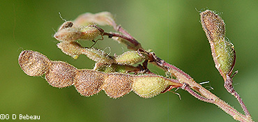 maturing seed pods