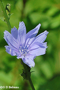 Chicory