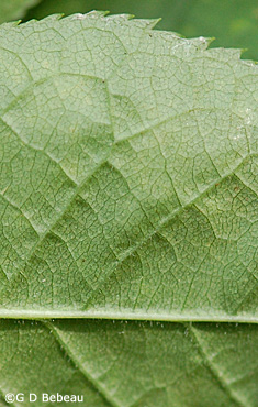 Chokecherry leaf underside