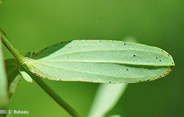 leaf underside
