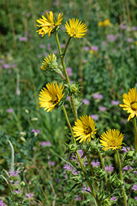 compass plant