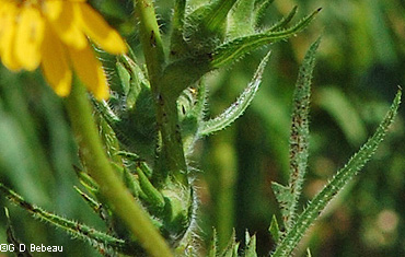 Compass Plant Leaf