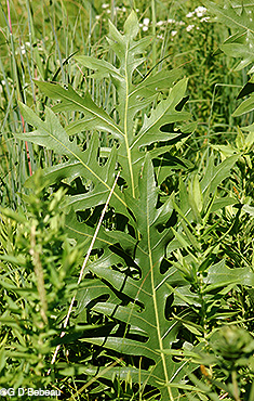 basal leaf