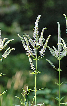 Culver's Root
