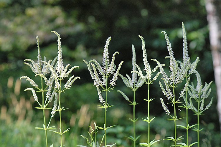 Culver's Root Group