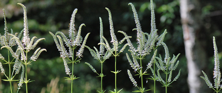 Culver's Root