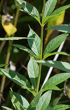 Culver's Root leaf