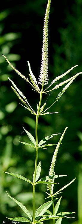 Culver's root plant