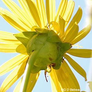 Cup Plant flower bracts