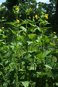 cupplant