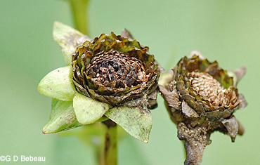 Cup Plant Seedhead