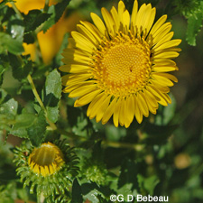 Curly Cup Gumweed