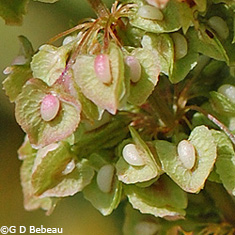 Curly Dock flower