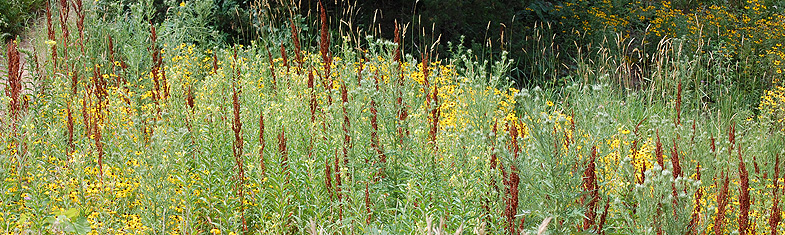 Curly Dock and Black-eyed Susans