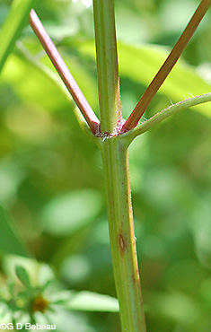 Devil's Beggartick stem