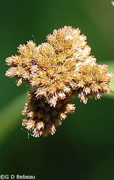 Dark Green Bulrush seed head