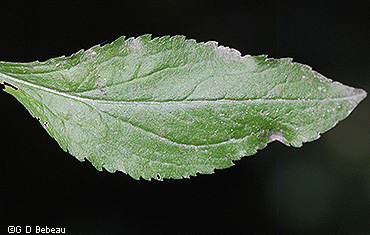 leaf