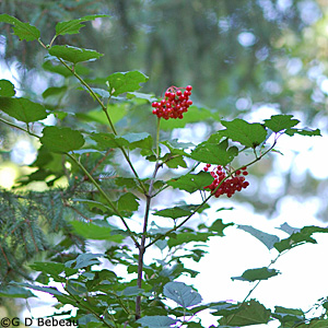 European Cranberrybush