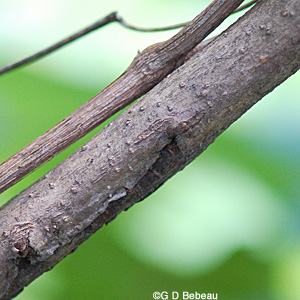 European Cranberrybush bark