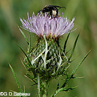 Field Thistle flower