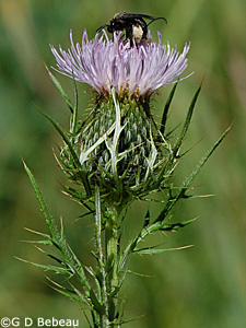 Field thistle
