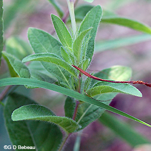 Fringeleaf Wild Petunia leaf