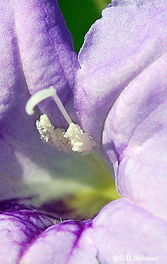 stamens and style
