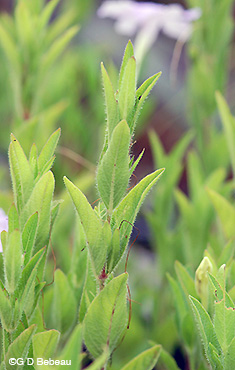 Fringeleaf Wild Petunia plant