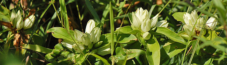 Plain Gentian