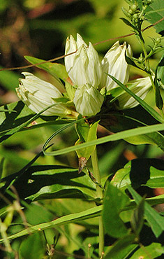 Plain Gentian inflorescence