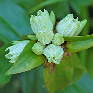 Plain Gentian closeup