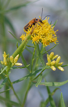 Grass-leaved Goldenrod