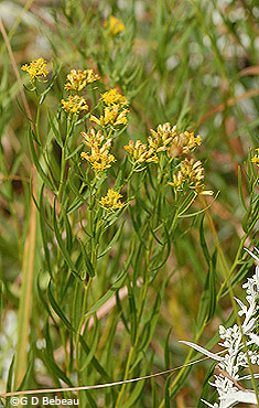 Grass-leaved Goldenrod