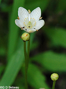 Grass of Parnassus