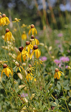 Gray-headed Coneflower