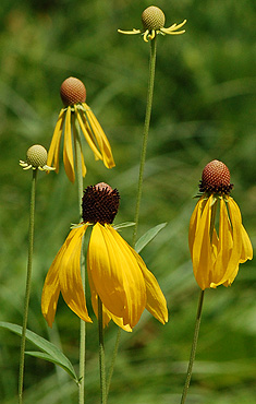 Gray-headed Coneflower