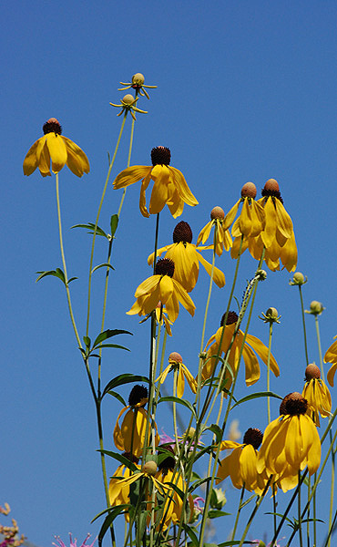 Gray-headed coneflower