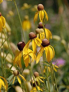 Gray-headed Coneflower