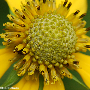 Green headed coneflower disk flowers
