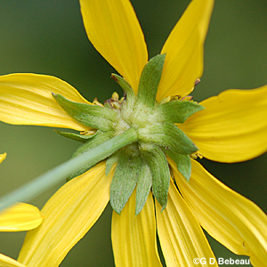 Green-headed coneflower sepals